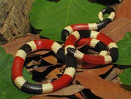 Coral Snake